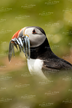 To buy a print or any of the below please click on the images